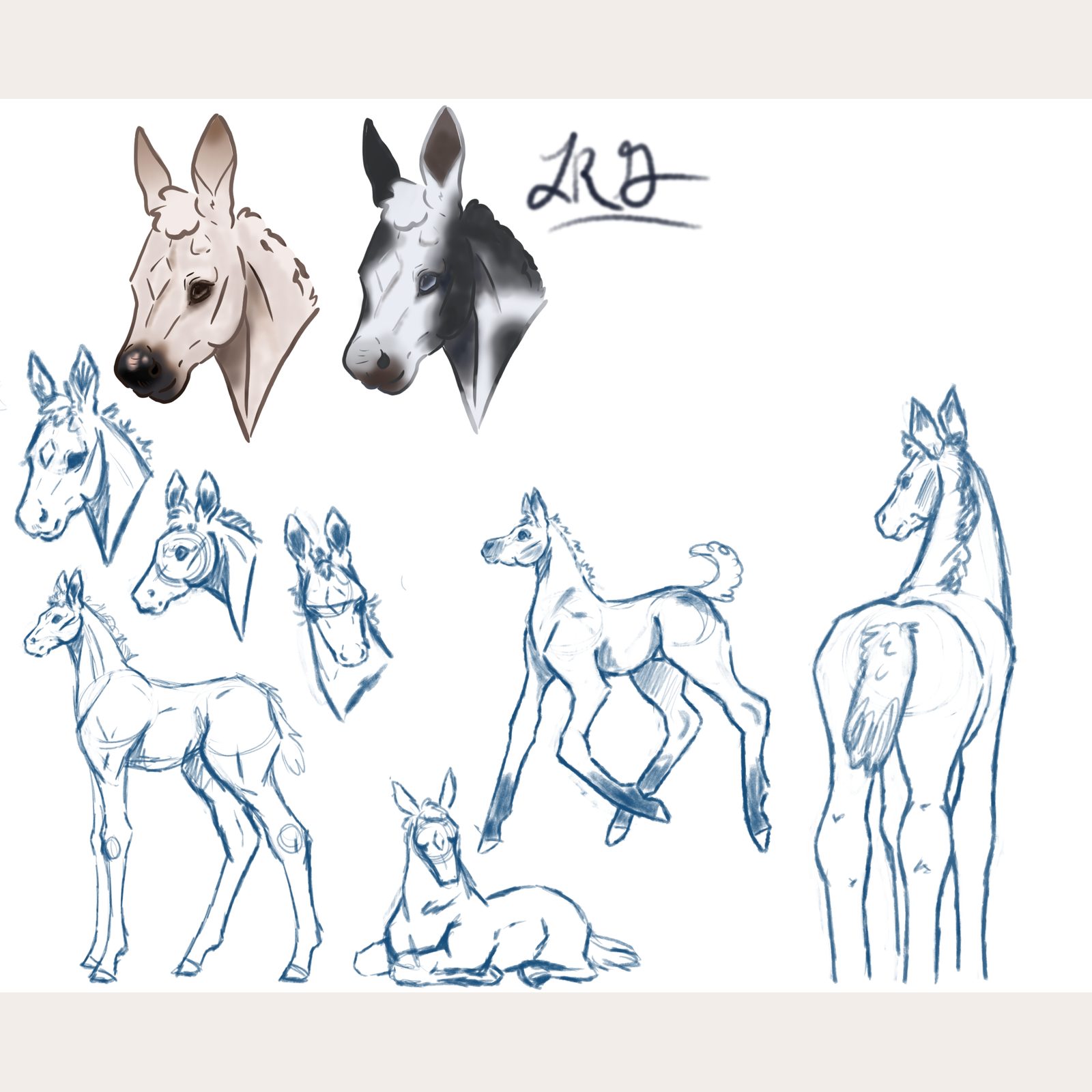 Foal anatomy and proportion studies